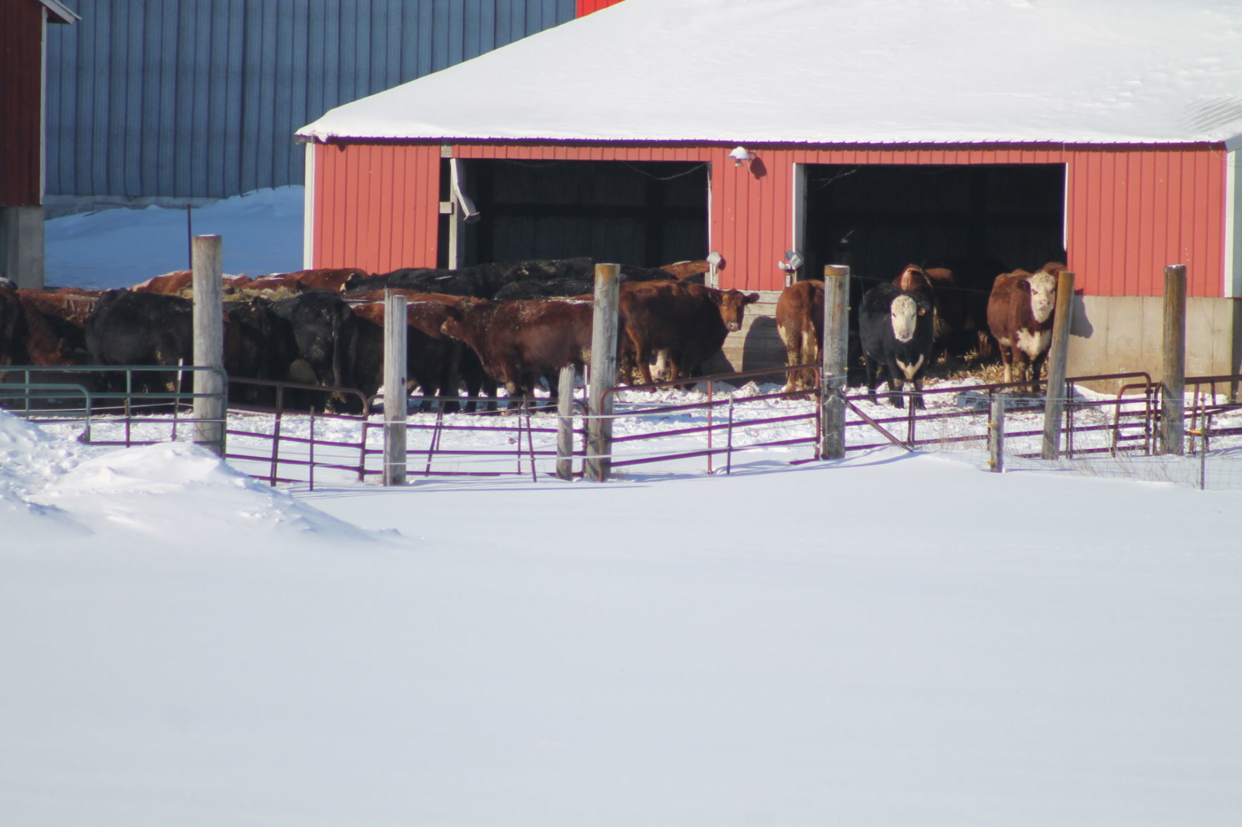 Livestock